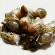 먹이용물달팽이 中~大  [30마리] (거북이용)
