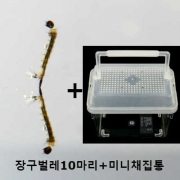 장구벌레 [10마리]+대일미니채집통(신형) (생물포함)