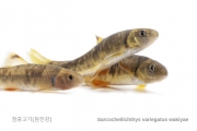 참중고기/탐진강 (사진엽서)