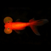 Gold Fish (수포안) [1마리]