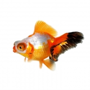 Gold Fish (버터플라이) [1마리]